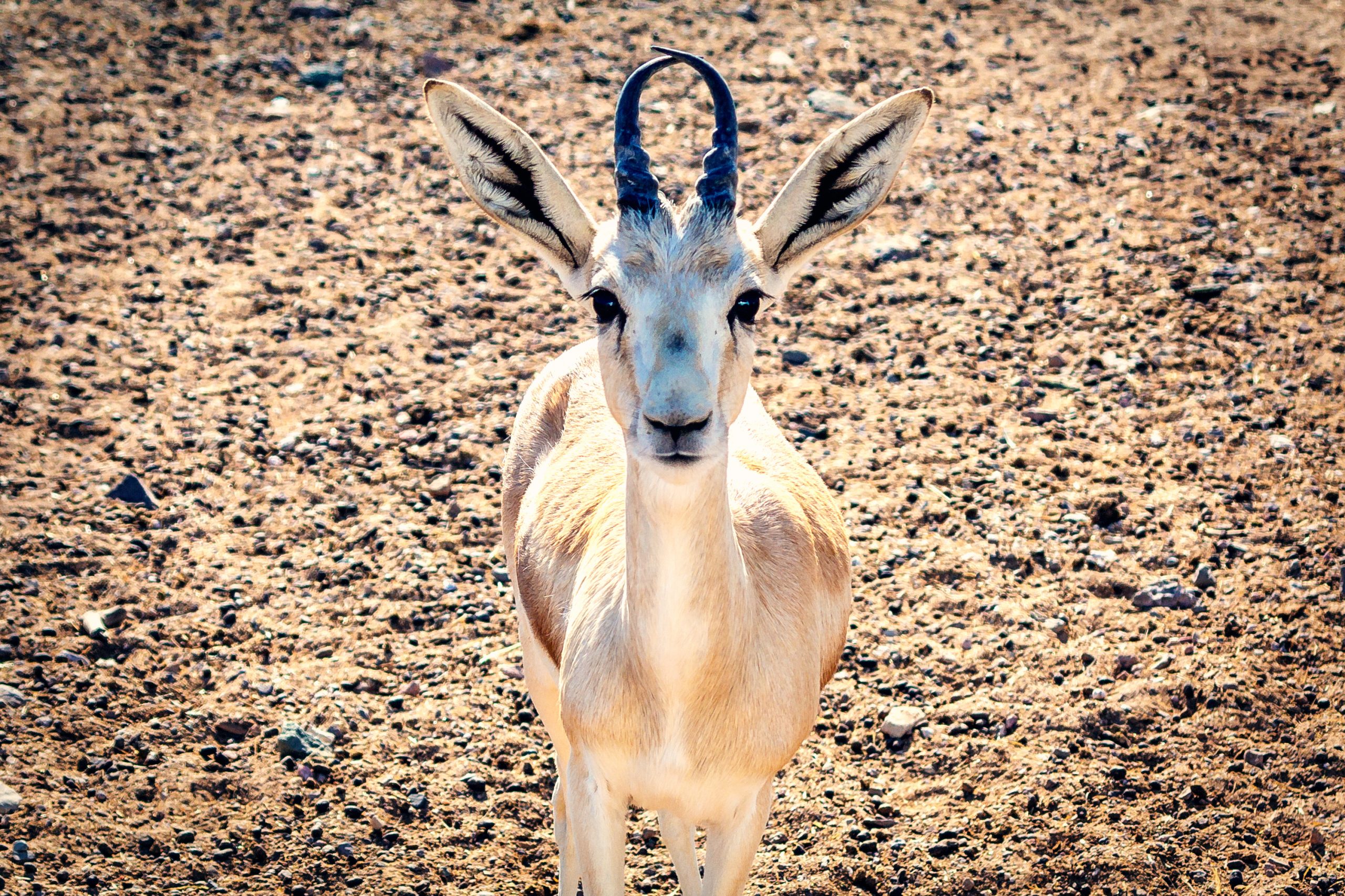 Arabian Wildlife Park, Sir Bani Yas, Abu Dhabi