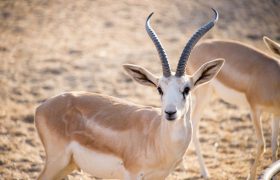 Isla de Sir Bani Yas